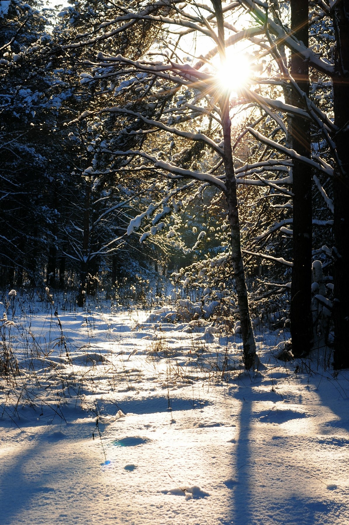 зимнее солнце фото