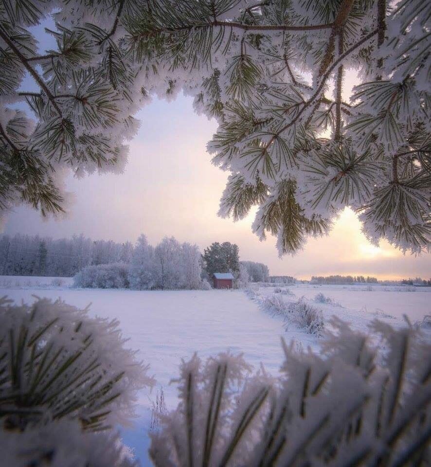 зимнее утро на севере фото