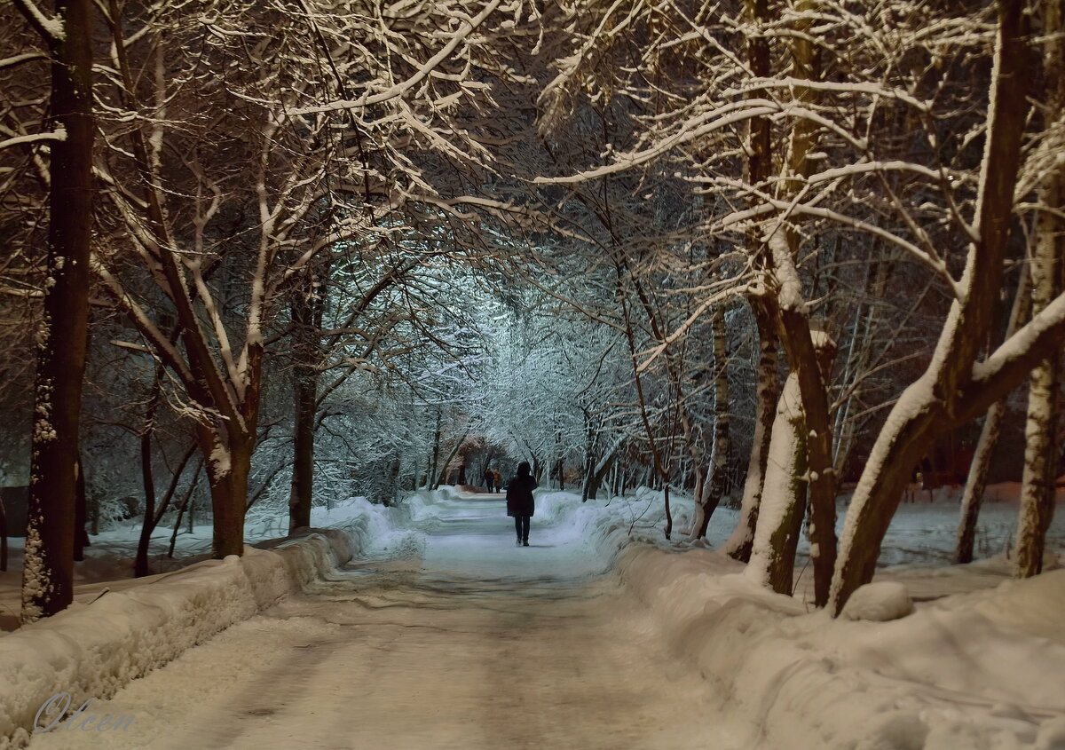зимние аллеи фото и картинки фото