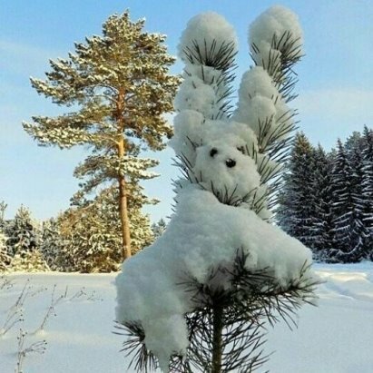 зимние чудеса природы фото