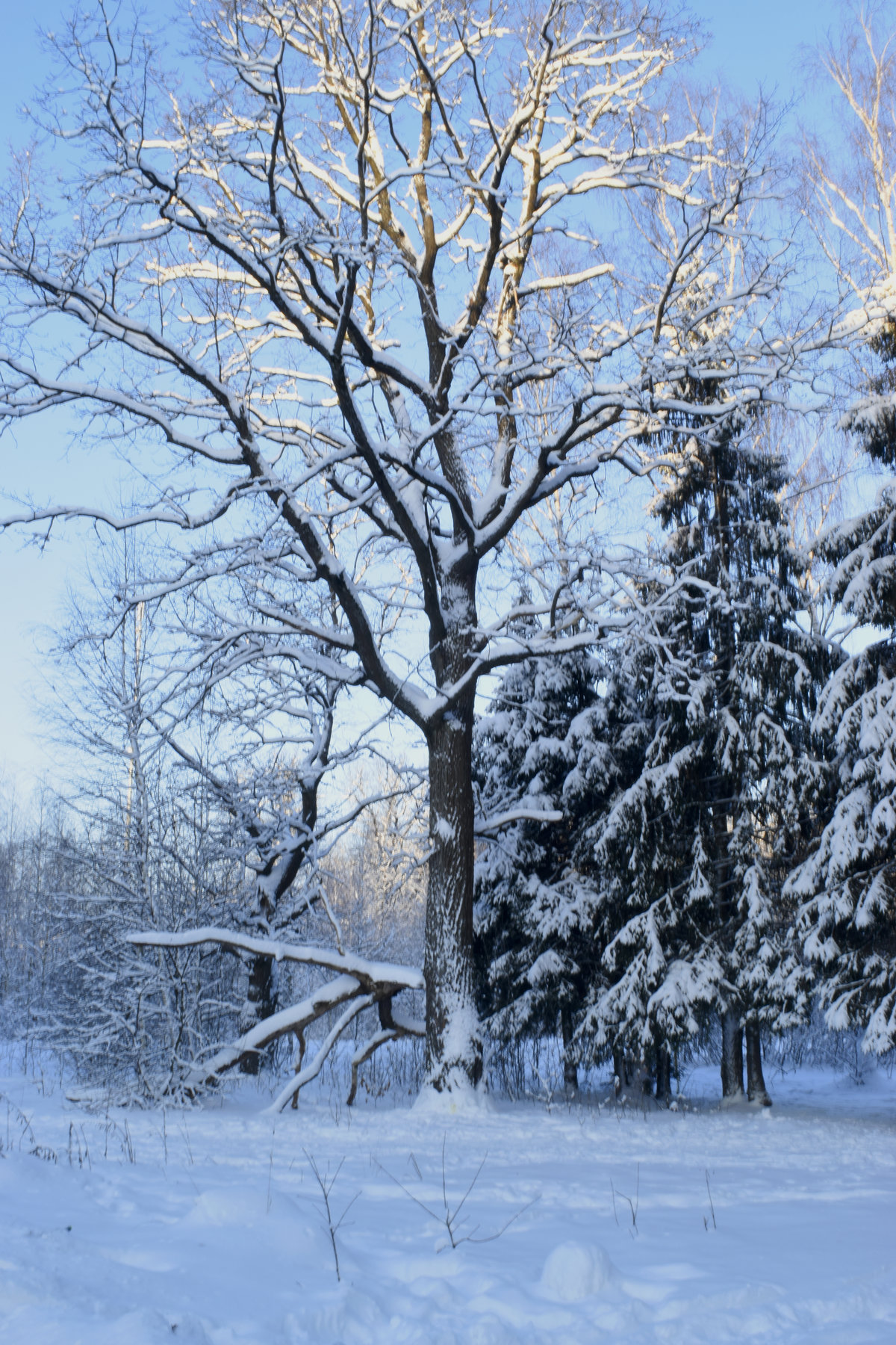 зимние деревья в иваново фото
