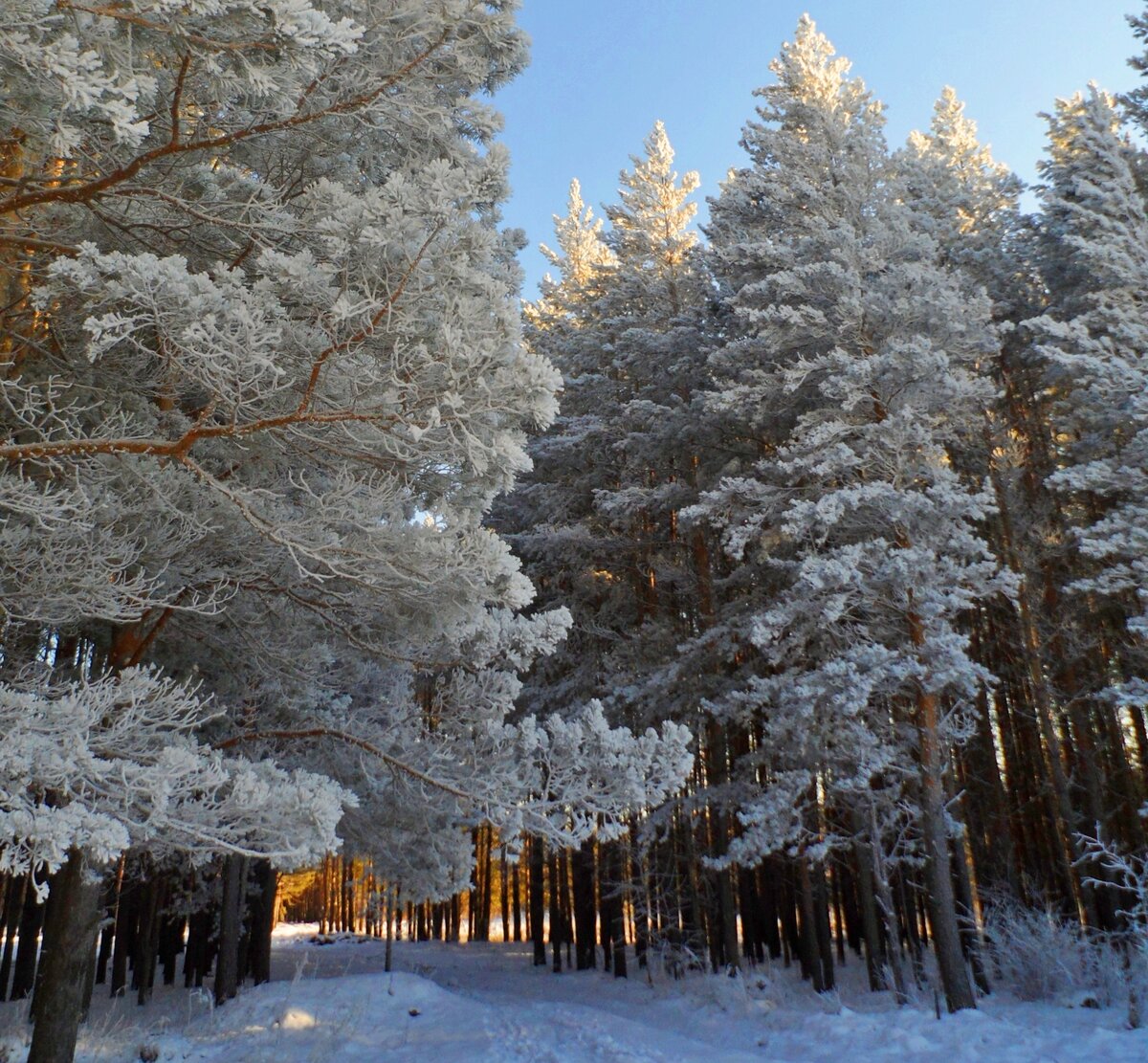 зимний лес алтая фото