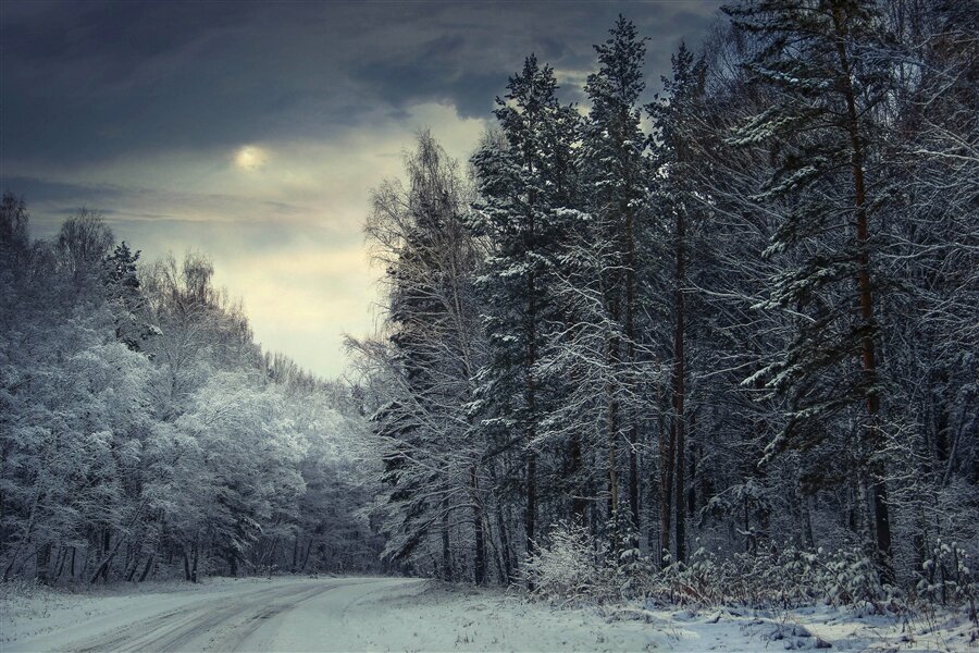 зимний лес картинки tumblr фото
