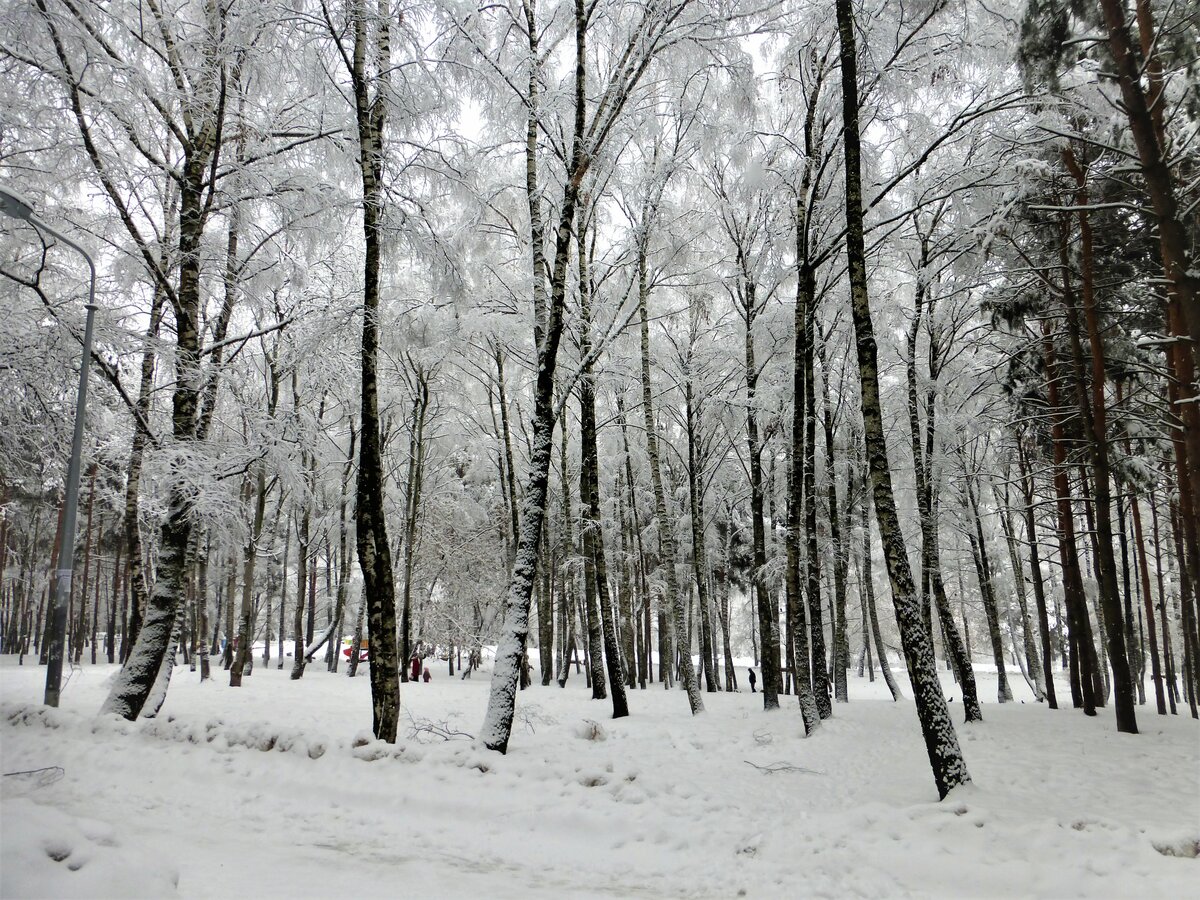 зимний лес нижегородский фото
