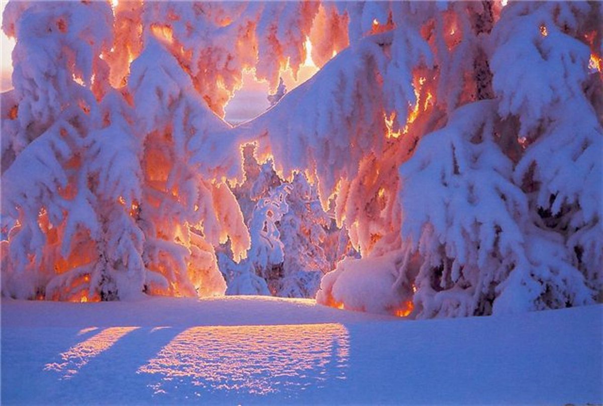 зимний лес сказочный с розовым фото