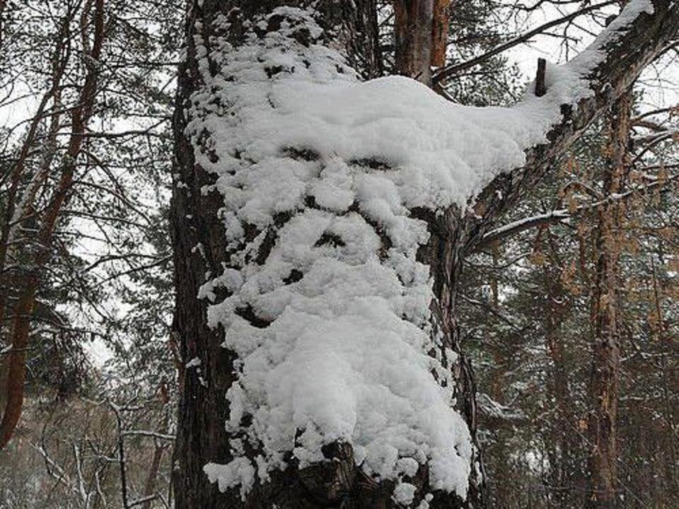 зимний лес смешные картинки фото