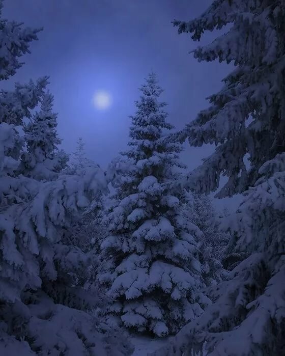 зимний лес вечером вертикальные фото