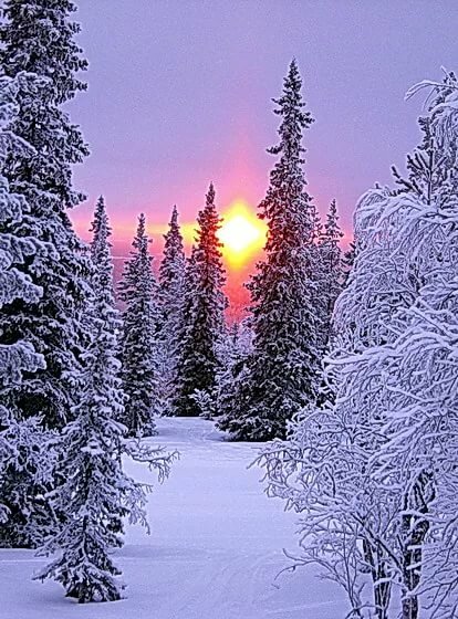 зимний лес вертикальное фото