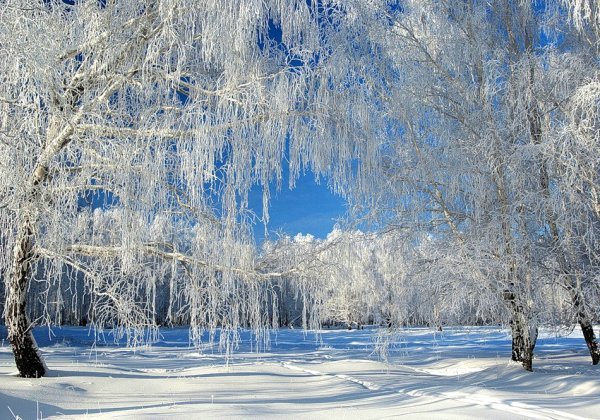 зимняя береза картинки фото