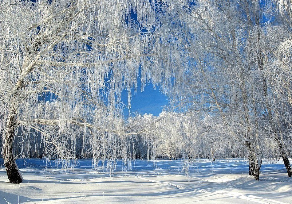 зимняя береза картинки фото