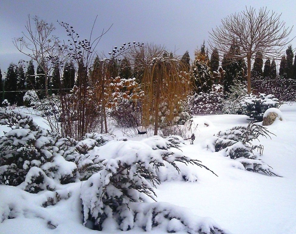 зимняя лесная поляна фото