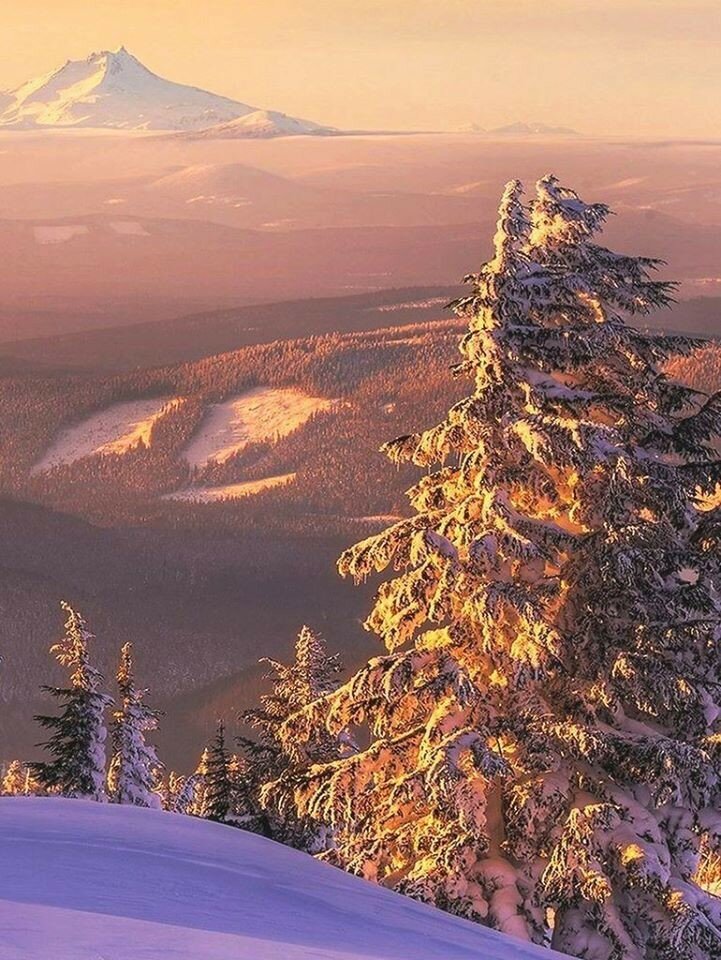 зимняя тайга фото