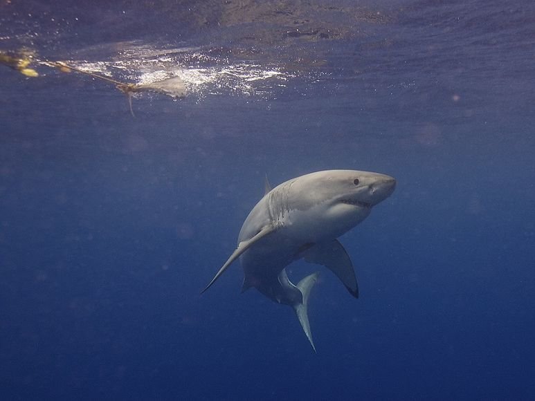 2016 white shark (белая акула) фото