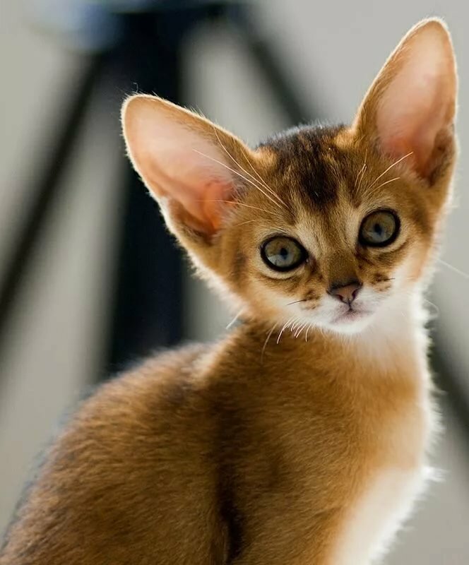 абиссинские котята фото