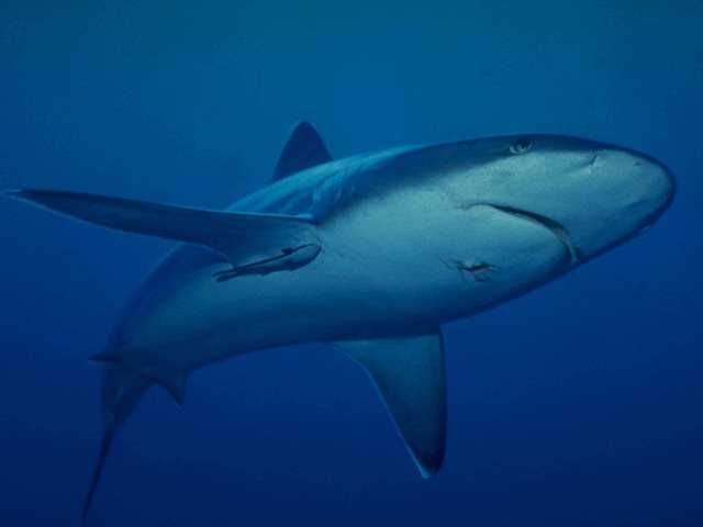акула бык carcharhinus leucas фото
