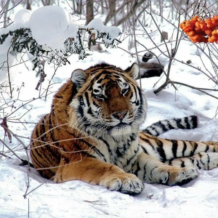 амурский тигр фото