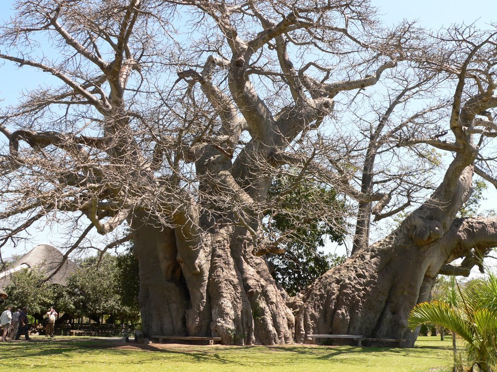 баобаб санлэнд фото