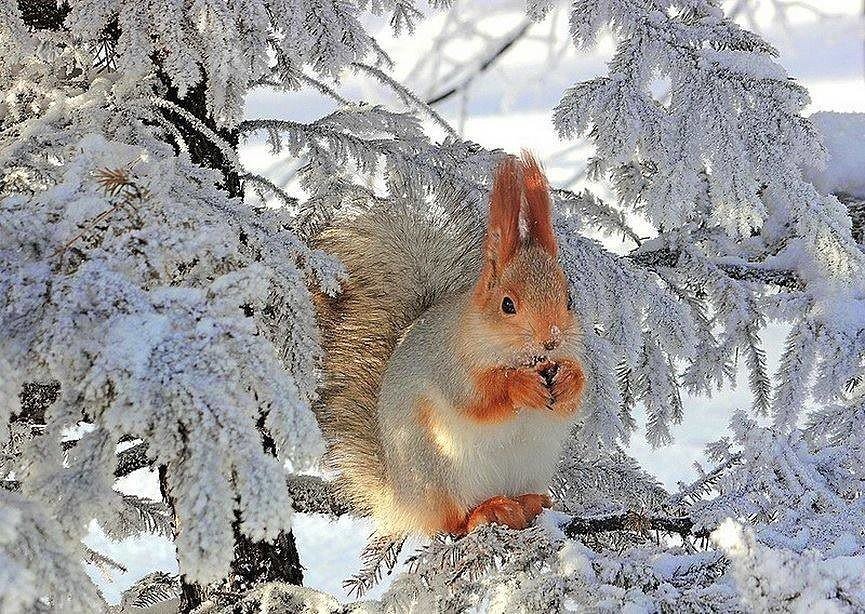 белки зимой анимация фото