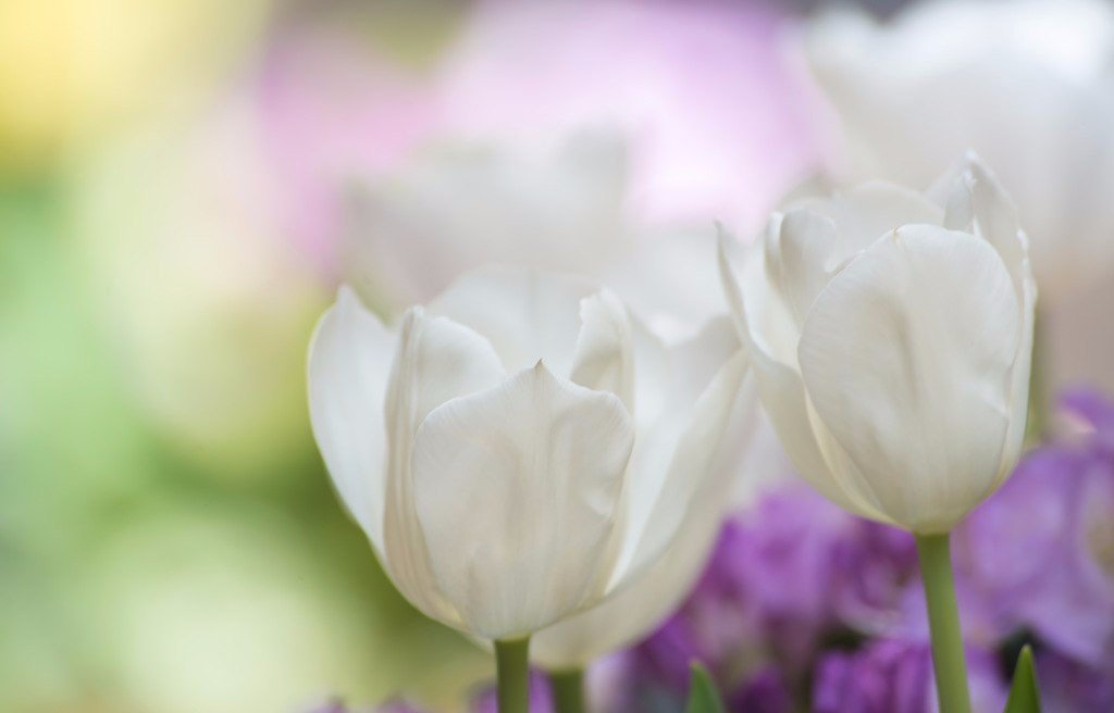белые тюльпаны фото