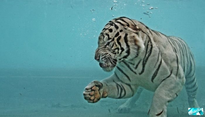 белый тигр под водой фото