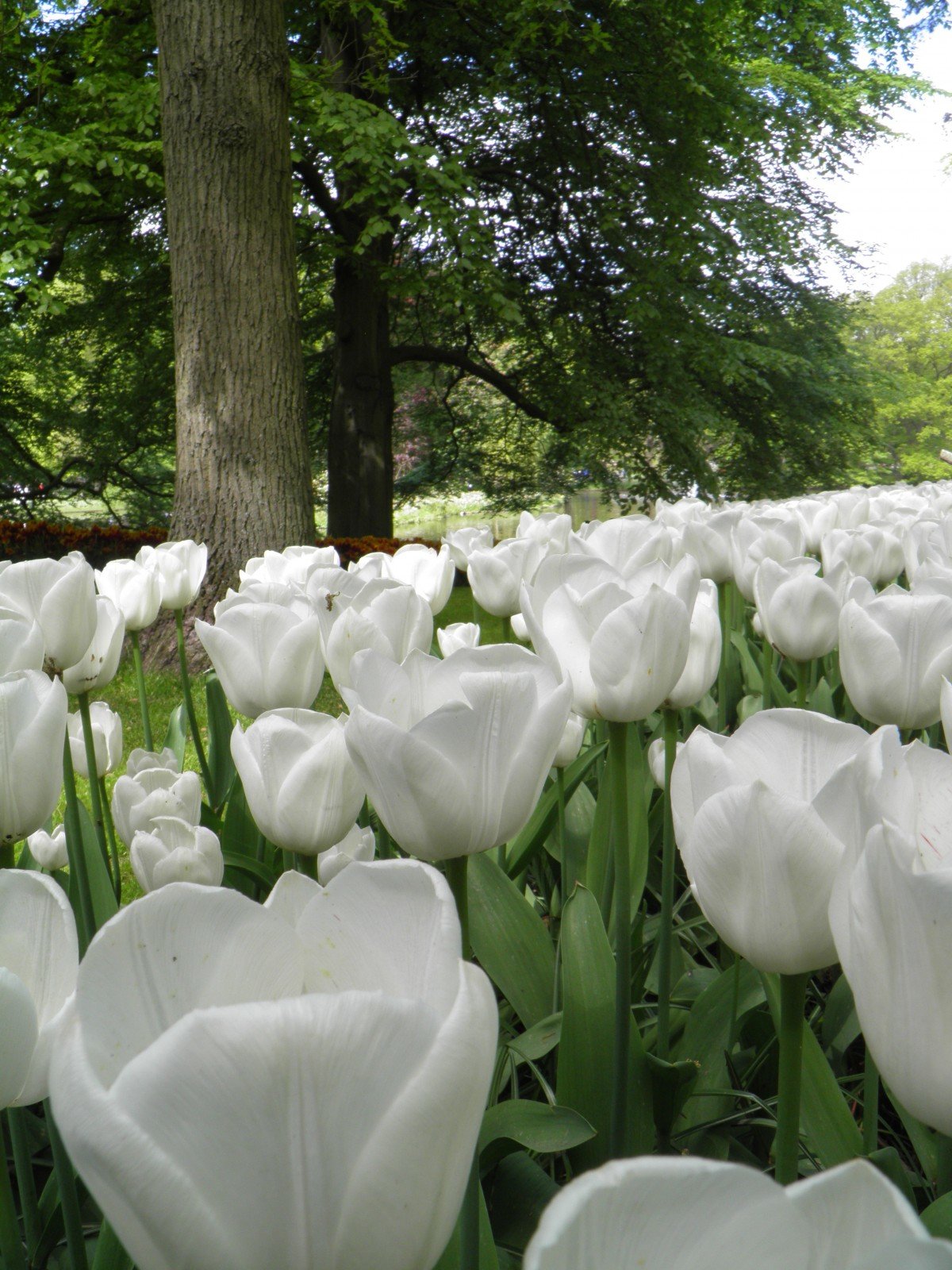 белый тюльпан фото цветок фото