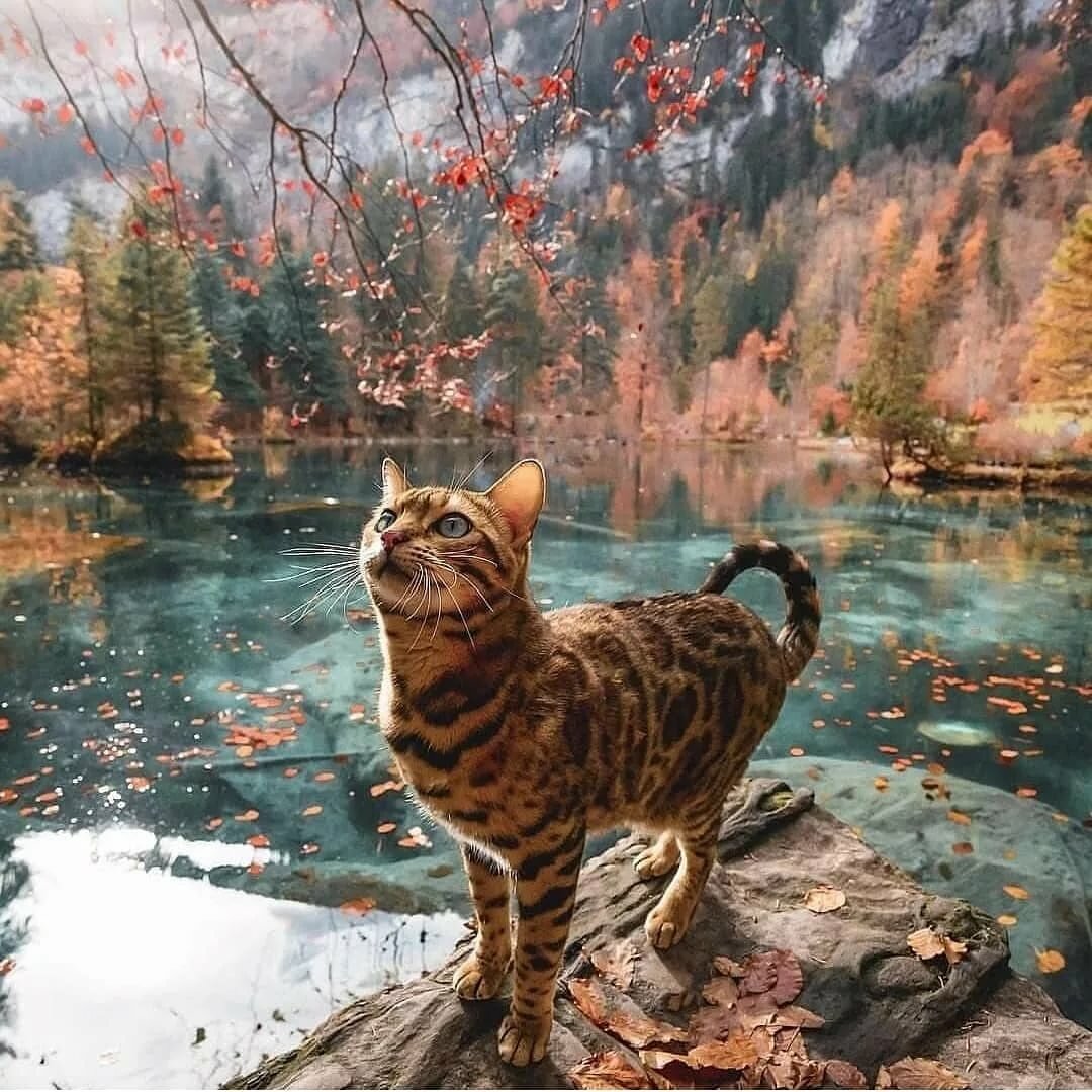 бенгальский кот на природе фото