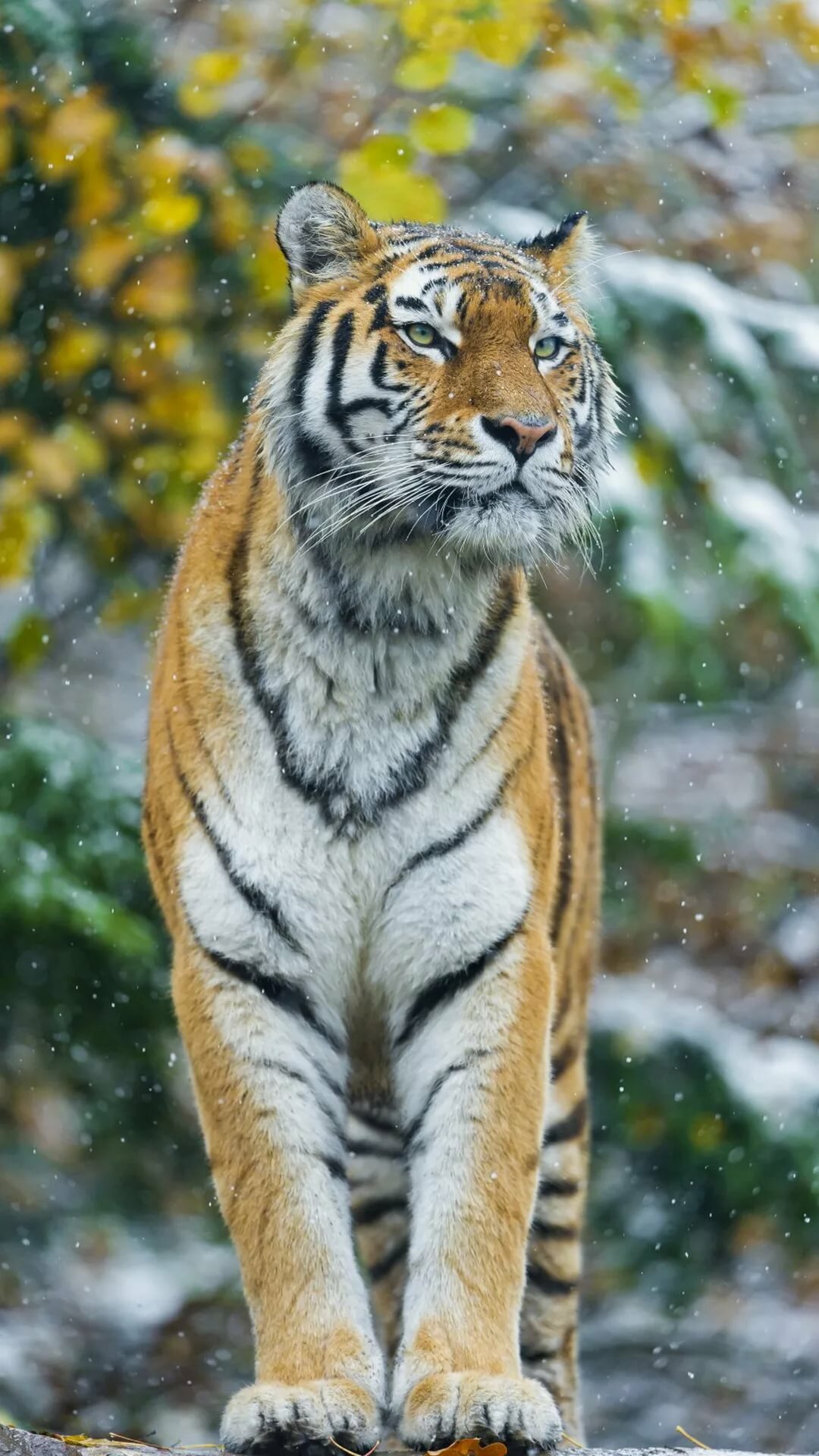 бенгальский тигр фото