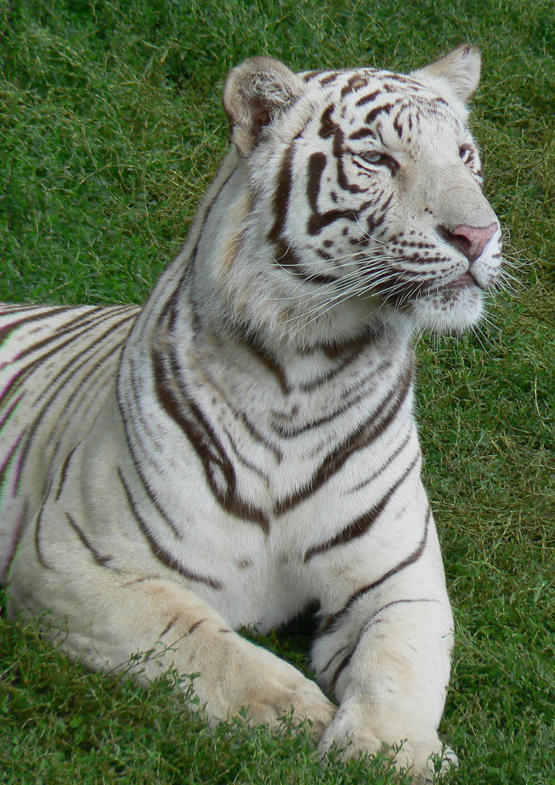 бенгальский тигр фото