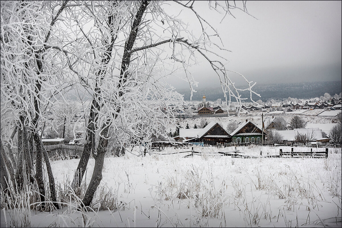береза зимой в деревне фото