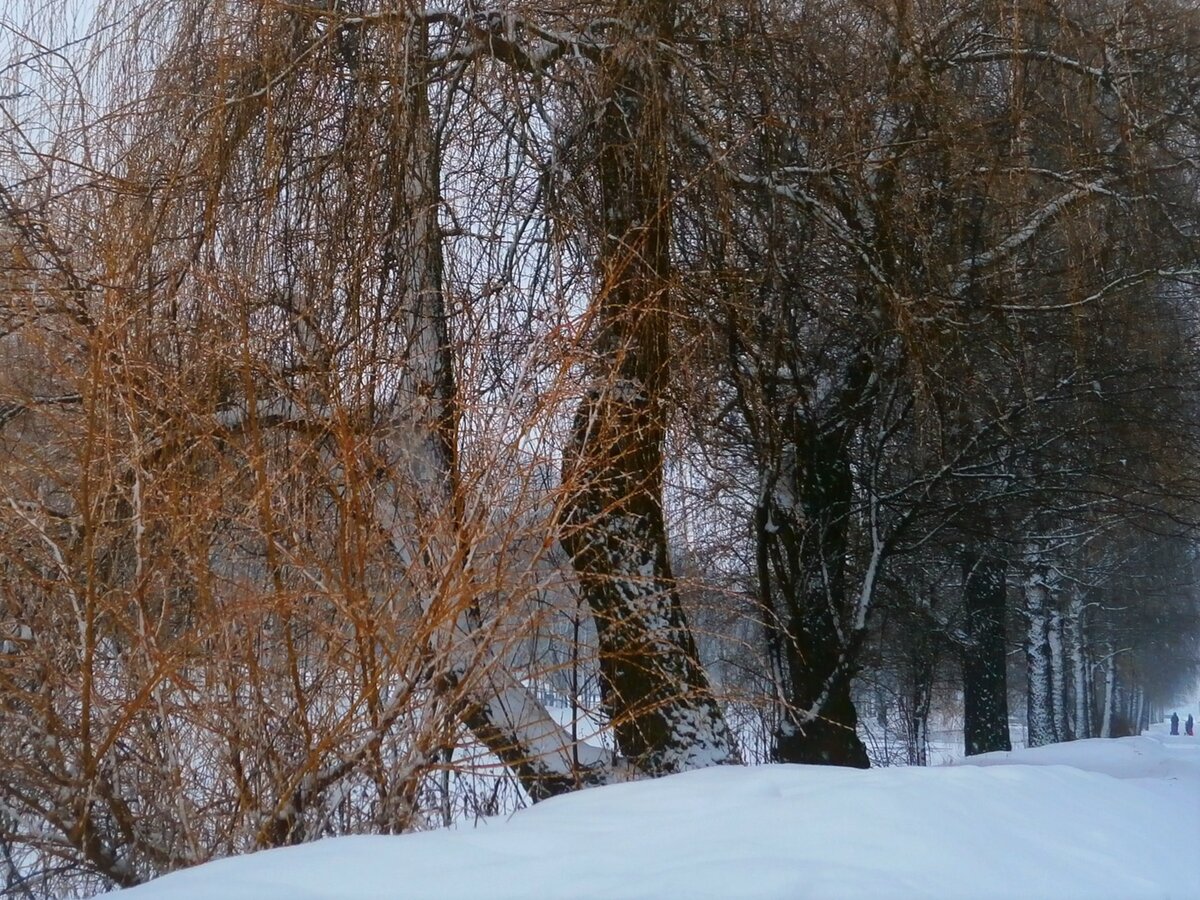битцевский лес зимой фото