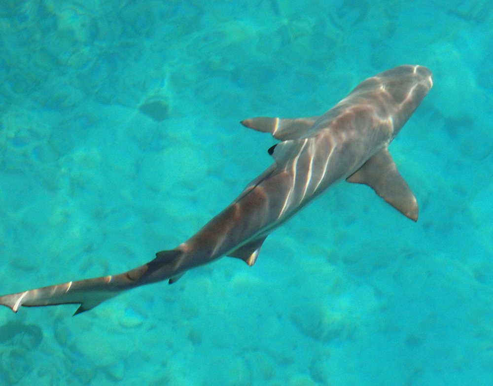 blacktip reef shark фото