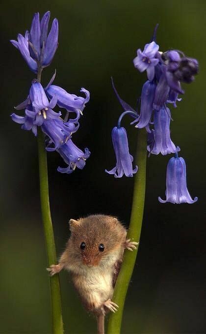 bluebell фото