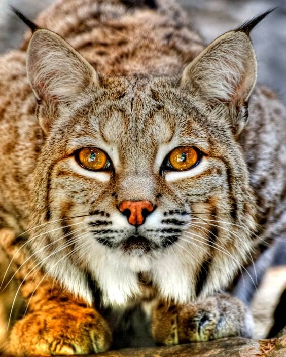 bobcat рысь фото