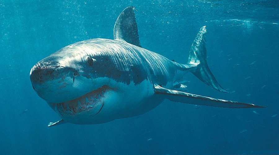 большая белая акула фото