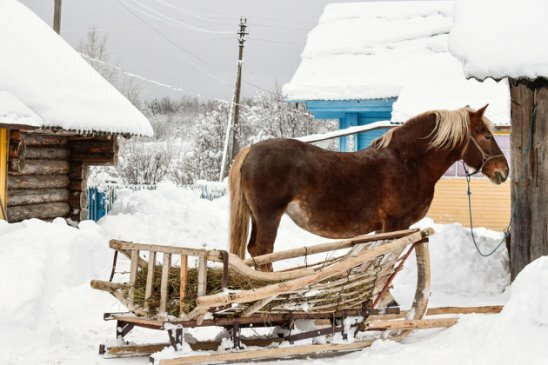 братск конный двор фото