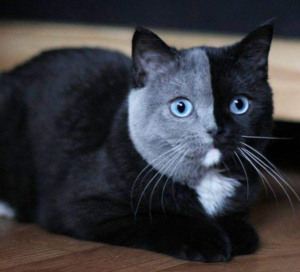 Британская короткошёрстная кошка фото