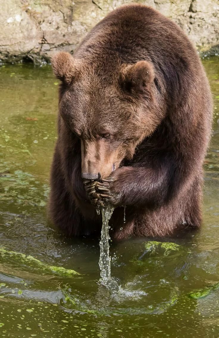 бурый медведь фото животного 1000* фото