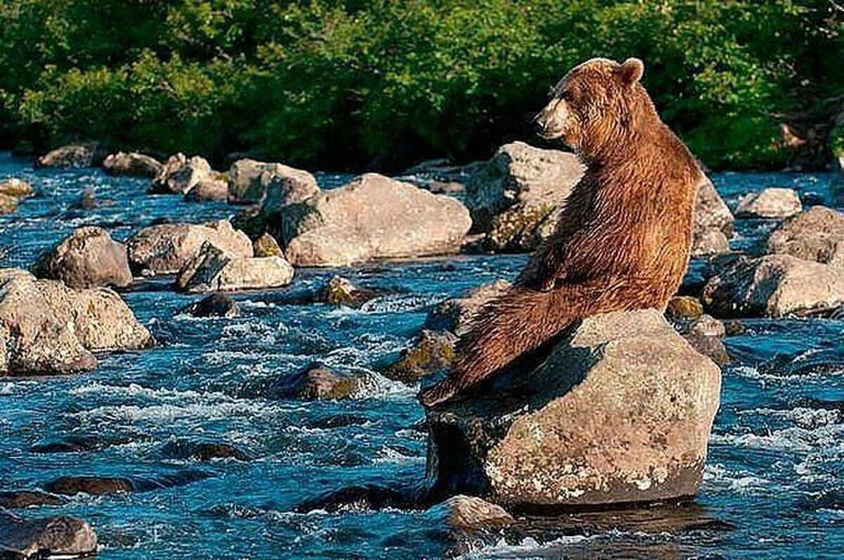 бурый медведь красноярского края фото