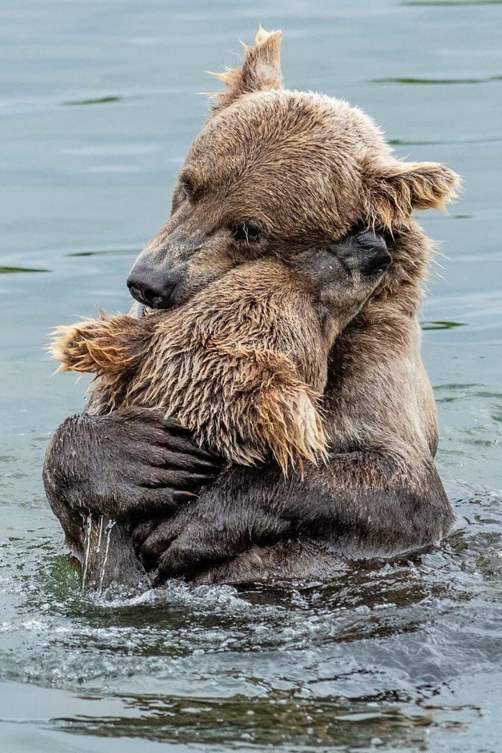 бурый медведь в воде фото
