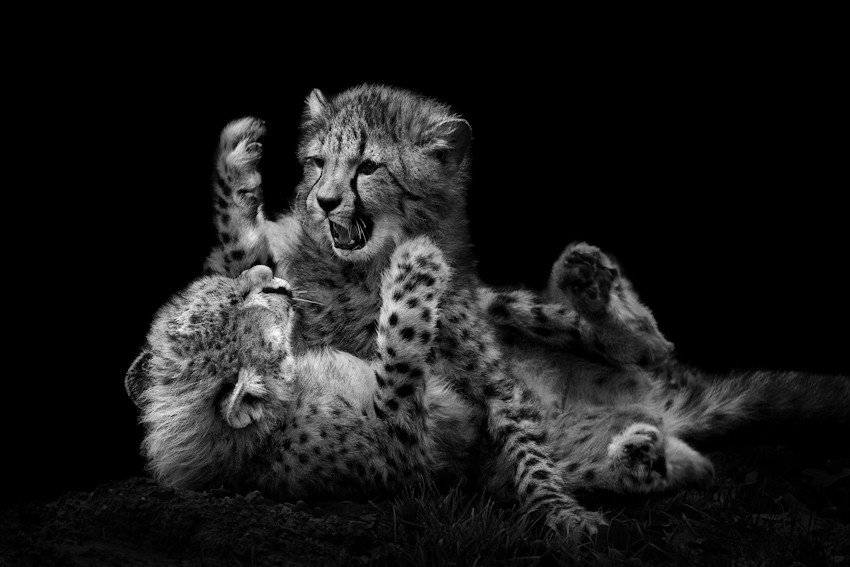 черно белые фотографии гепард фото