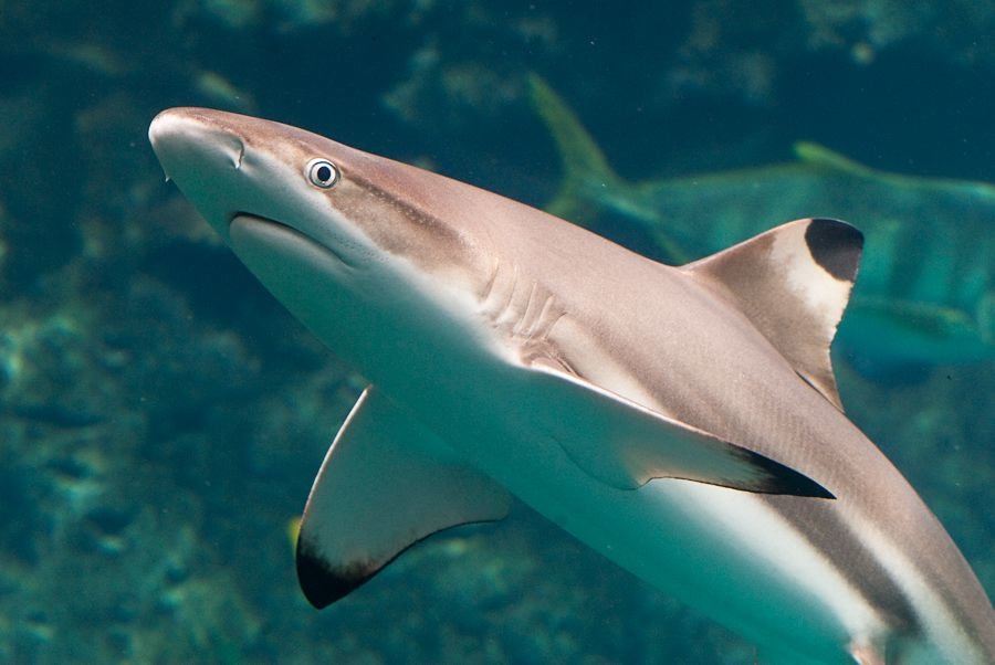 черноперая рифовая акула фото