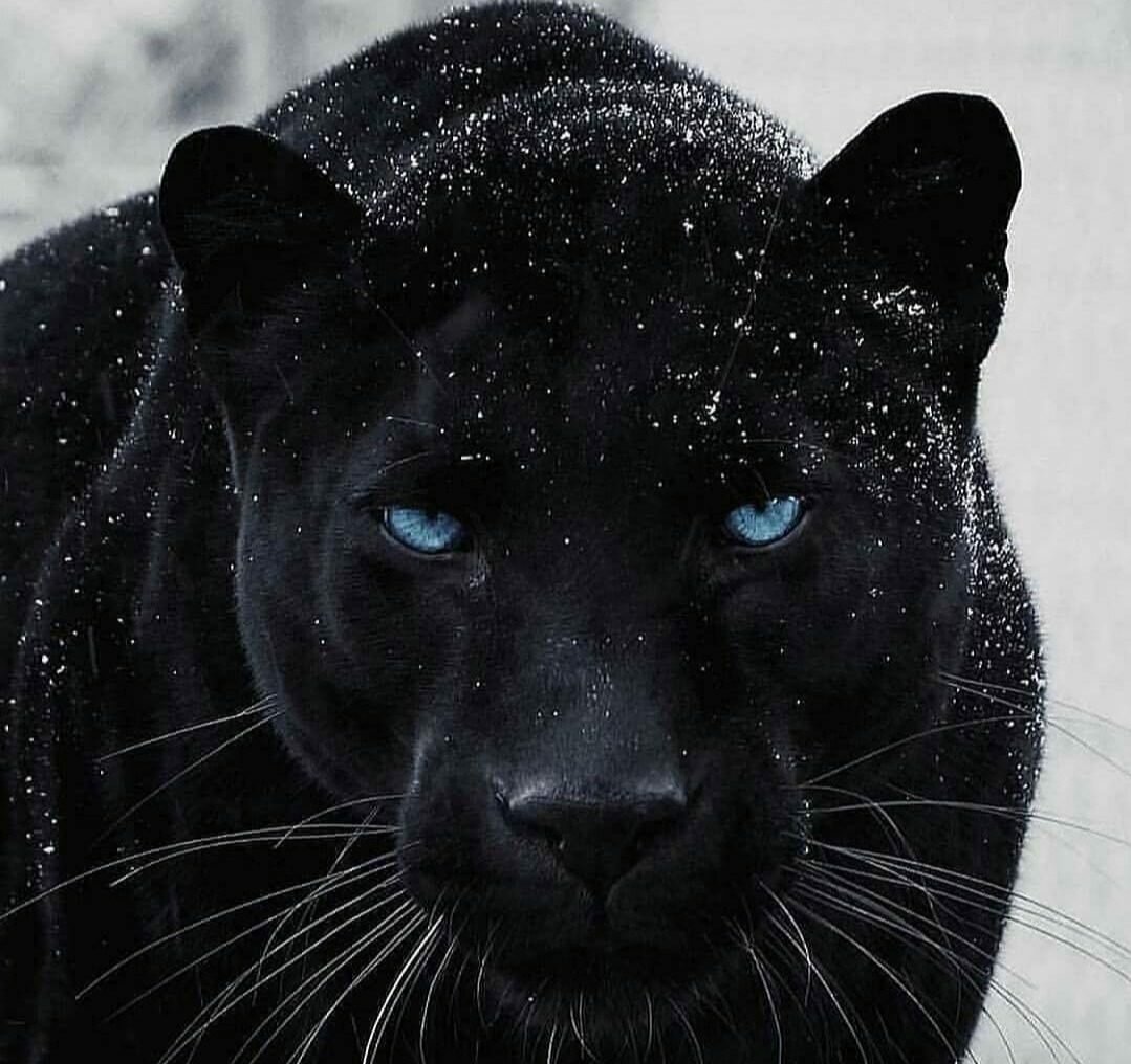 Чёрная пантера фото