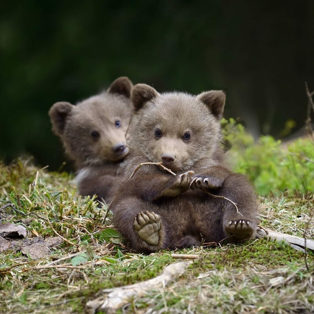 cub медвежонок фото