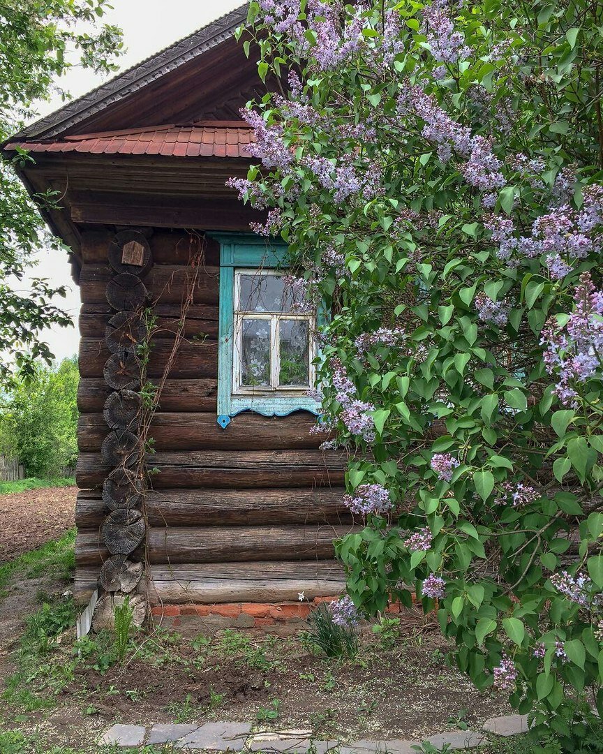 деревенский дом с кустами сирени фото