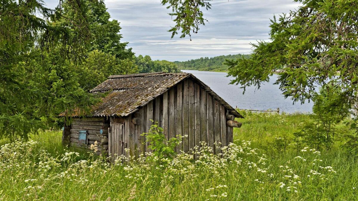 деревенский домик в лесу фото