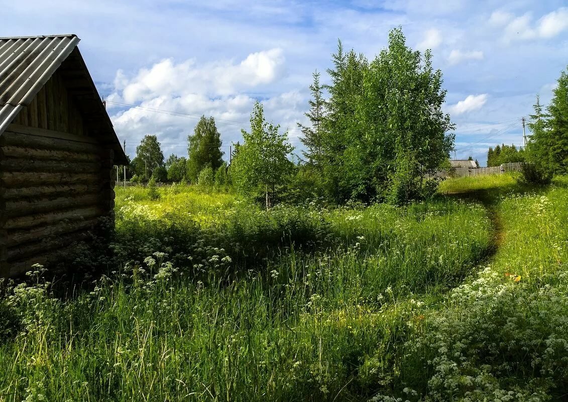 деревенское лето картинки фото