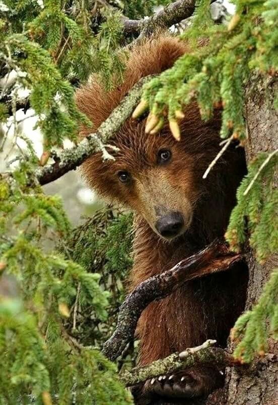 дикие животные фото
