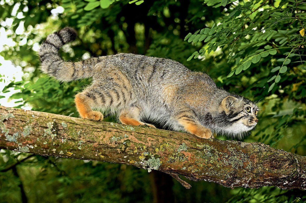 дикий кот манул фото