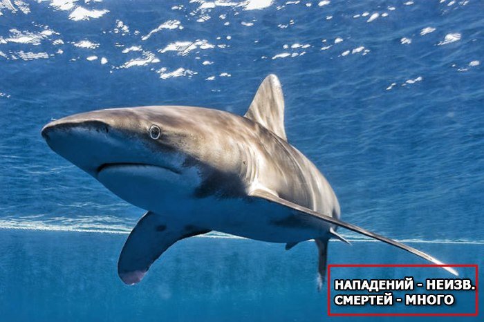 длинноперая акула фото