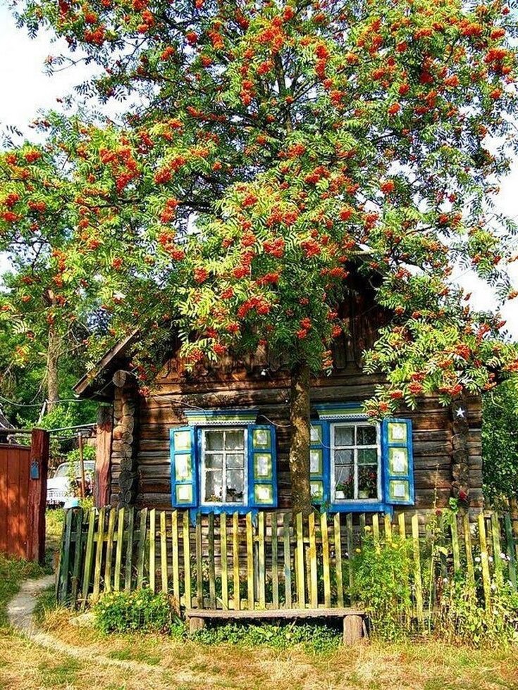 домик в деревне с рябиной фото
